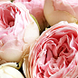 Роза кустовая "Менсфилд парк" (Mansfield Park) (саженец класса АА+) высший сорт цена