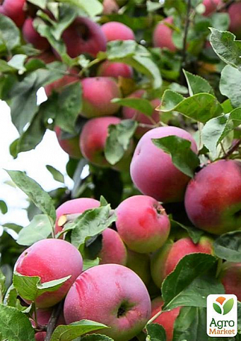 Яблуня "Суржик" (райське яблучко) (літній сорт, ранній термін дозрівання) - фото 3