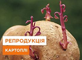 Що таке репродукція картоплі - корисні статті про садівництво від Agro-Market