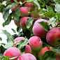 Яблуня "Суржик" (райське яблучко) (літній сорт, ранній термін дозрівання) цена