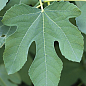 LMTD Інжир 5-річний "Ficus Сarica" (великоплідний, самозапильний сорт) висота 170-190см