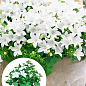 Кампанула цветущая "Isophylla Atlanta White" (Нидерланды)