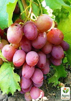 Виноград "Рубіновий Ювілей" (середньо-ранній термін дозрівання, великі грона масою до 800г)1