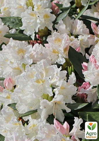 LMTD Рододендрон квітучий 5-річний "Cunningham`s White" (висота 70см) - фото 2