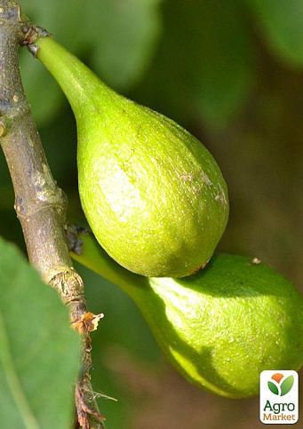 Ексклюзив! Інжир жовто-зелений "Тріумфальний" (Triumphal) (преміальний високоврожайний сорт) - фото 4