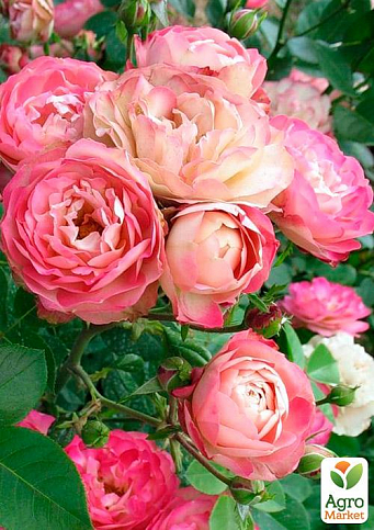Ексклюзив! Троянда флорибунда ніжно-рожева "Розкішна" (Luxurious) (преміальний ідеальний сорт) - фото 3