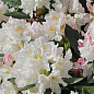 LMTD Рододендрон квітучий 5-річний "Cunningham`s White" (висота 70см) купить