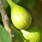 Ексклюзив! Інжир жовто-зелений "Тріумфальний" (Triumphal) (преміальний високоврожайний сорт)