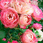 Эксклюзив! Роза флорибунда нежно-розовая "Роскошная" (Luxurious) (премиальный идеальный сорт) цена