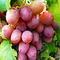 Виноград "Рубіновий Ювілей" (середньо-ранній термін дозрівання, великі грона масою до 800г)