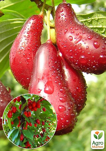 Ексклюзив! Кизил темно-червоний і дуже блискучий "Турмалін" (Tourmaline) (преміальний, дуже врожайний сорт)