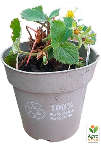 Клубника садовая ремонтантная "Ania" укорененная в контейнере - фото 9