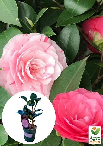 LMTD Камелия цветущая японская 2-х летняя "Princess Clotilde" (высота 30-40см)