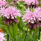 Бергамот (Монарда)  "Liesbeth"