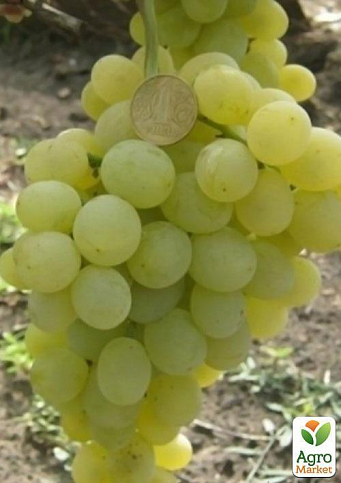 Виноград "Ванюша" (ранне-средний срок созревания, грозди очень крупные до 1,5 кг) - фото 3
