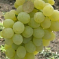 Виноград "Ванюша" (ранне-средний срок созревания, грозди очень крупные до 1,5 кг) цена