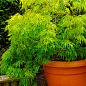 Клен японский плакучий пальмолистный "Emerald Lace"(Acer palmatum Emerald Lace) цена