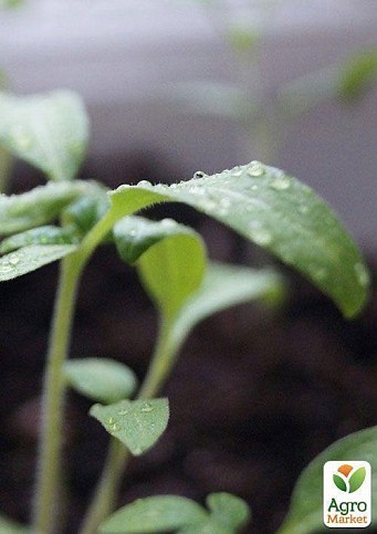 Проращиватель (спраутер) для семян и микрозелени  ТМ "Green Vitamin" - фото 10