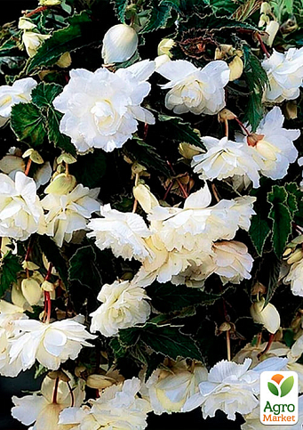 Бегонія ампельна "Каскад біла" 1 шт - фото 3