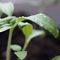 Пророщувач (спраутер) для насіння і мікрозелені ТМ "Green Vitamin"