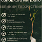 Миндаль цветущий "Белый парус" (ароматный, красивоцветущий) купить