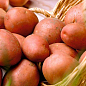 Насіннєвий среднепоздний картопля "Моцарт" (на жарку, 1 репродукція) 1кг