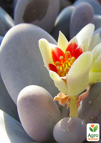 Суккулент Пахифитум "Pachyphytum Oviferum" - фото 4
