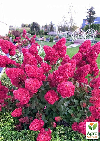 Гортензия метельчатая "Лидия"  - фото 2