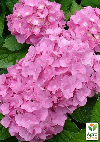 Гортензія крупнолиста рожева "Forever and ever Pink" - фото 6