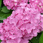 Гортензія крупнолиста рожева "Forever and ever Pink"
