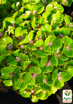 LMTD Гортензия крупнолистная цветущая 4-х летняя "Rembrandt Vibrant Verde" (40-60см)22