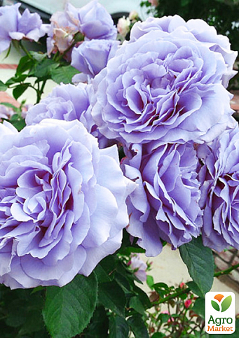 Эксклюзив! Роза плетистая с насыщенно-голубым оттенком "Бурлеск" (Burlesque) (саженец класса АА+)