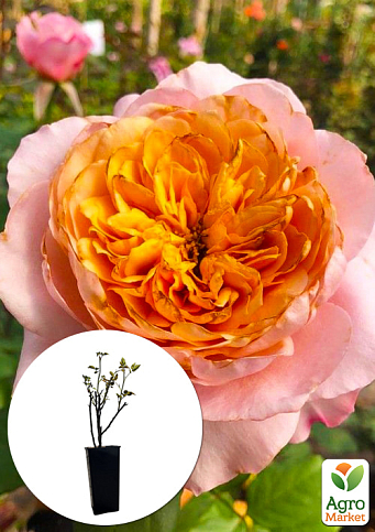 Роза шраб "Мияби" в контейнере, высший сорт