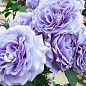 Ексклюзив! Троянда плетиста з насичено-блакитним відтінком "Бурлеск" (Burlesque) (саджанець класу АА+)