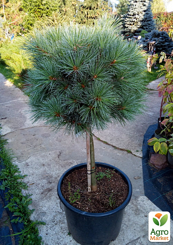 Сосна на штамбе "Хагоромо сидлинг" (Pinus parviflora "Hagoromo Seedling") С2, высота от 30-50см - фото 3