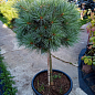 Сосна на штамбе "Хагоромо сидлинг" (Pinus parviflora "Hagoromo Seedling") С2, высота от 30-50см цена
