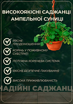 Земляника крупноплодная "Желтое чудо" ремонтантная в подвесном вазоне6