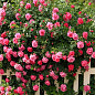 Роза плетистая "Шарика-Асма" (саженец класса АА+) высший сорт 