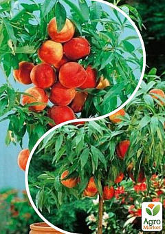 Персик колоновидний, комплект з 2-х сортів "Талановитий садівник" (Talented gardener) 2шт саджанців1