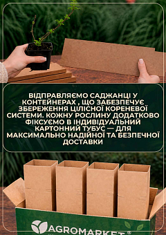 Жимолость "Aureoreticulata Japonica" (Декоративна, плетиста) (контейнер Р9)29