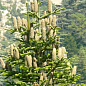 Пихта Киликийская (Abies cilicica) горшок P9