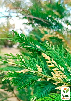 Купрессоципарис Лейланда "Variegata" С3, высота 70-90см17