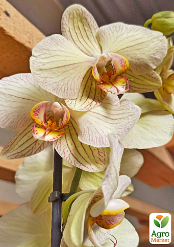 Орхидея (Phalaenopsis) "Tiger Gold" - фото 2
