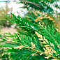 Купрессоципарис Лейланда "Variegata" С3, высота 70-90см купить