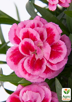 Гвоздика Махрова "Oscar Violet and Pink"9