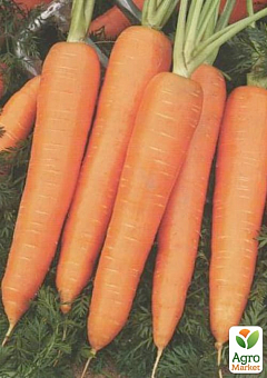 Морковь "Курода" ТМ "Lark Seeds" 500г1