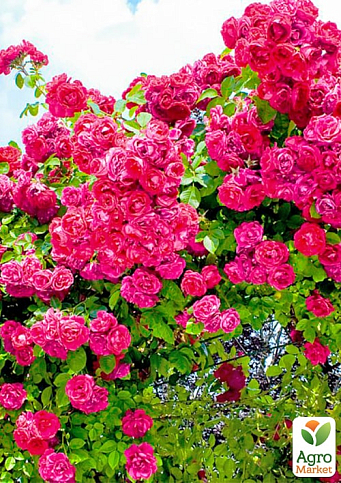 Троянда плетиста "Діззі Хайтс" (саджанець класу АА+) вищий сорт - фото 3