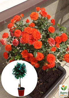 LMTD Роза на штамбе цветущая 3-х летняя "Royal Oranje" (укорененный саженец в горшке, высота50-80см)1