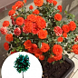 LMTD Роза на штамбе цветущая 3-х летняя "Royal Oranje" (укорененный саженец в горшке, высота50-80см)
