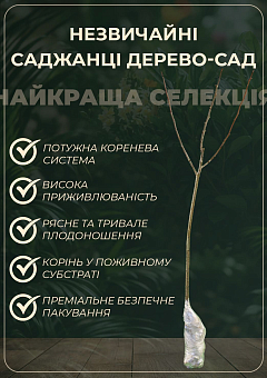 Дерево-сад "Мультифрукт" Персик1+Черешня+Слива+Абрикос+Персик23